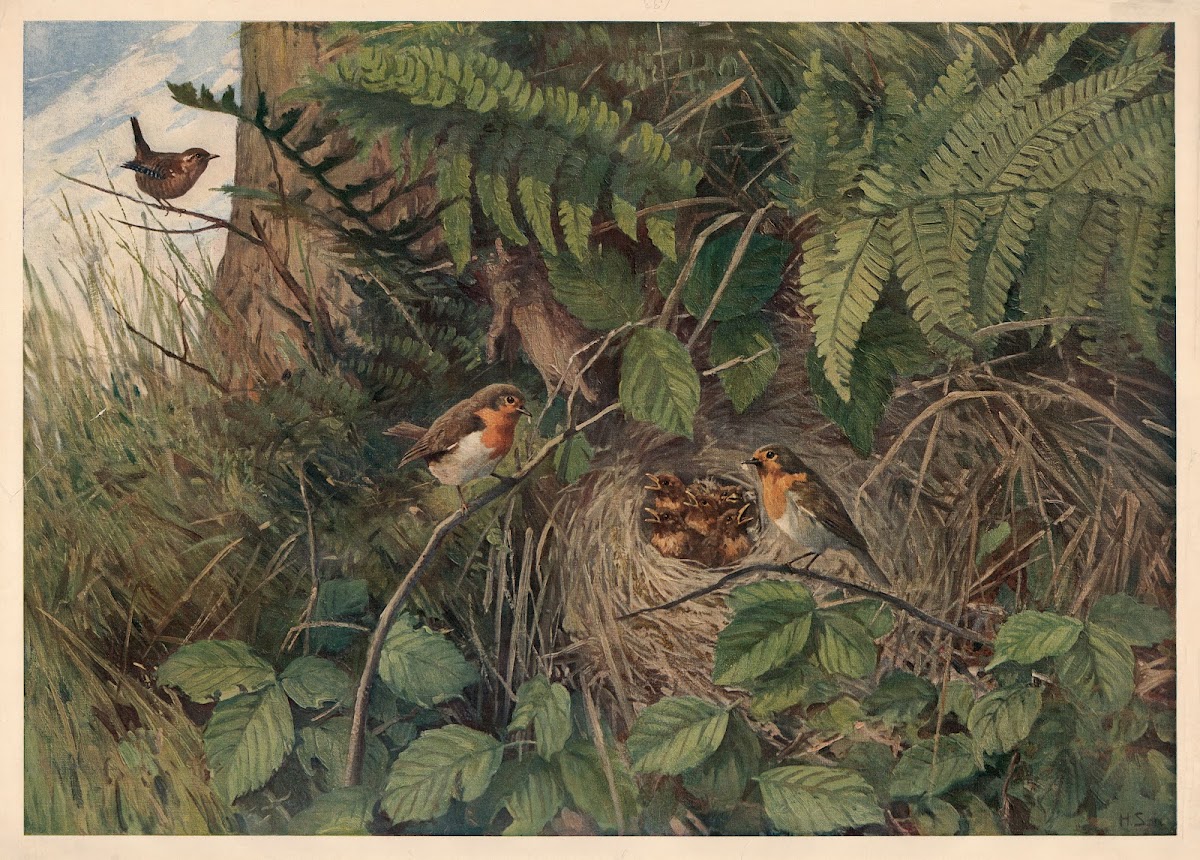 European robin 1913