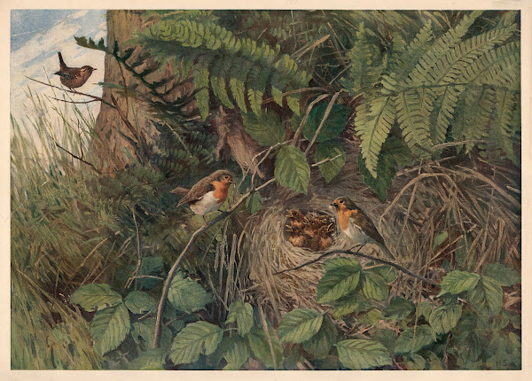 European robin 1913