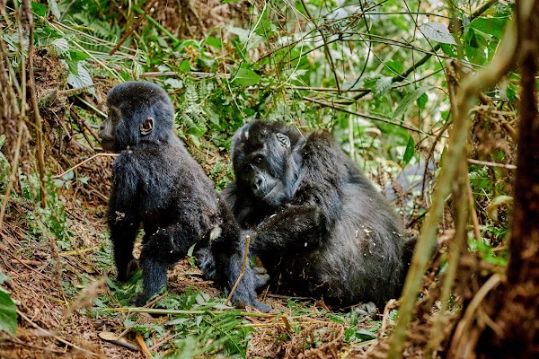 Bwindi frame 23