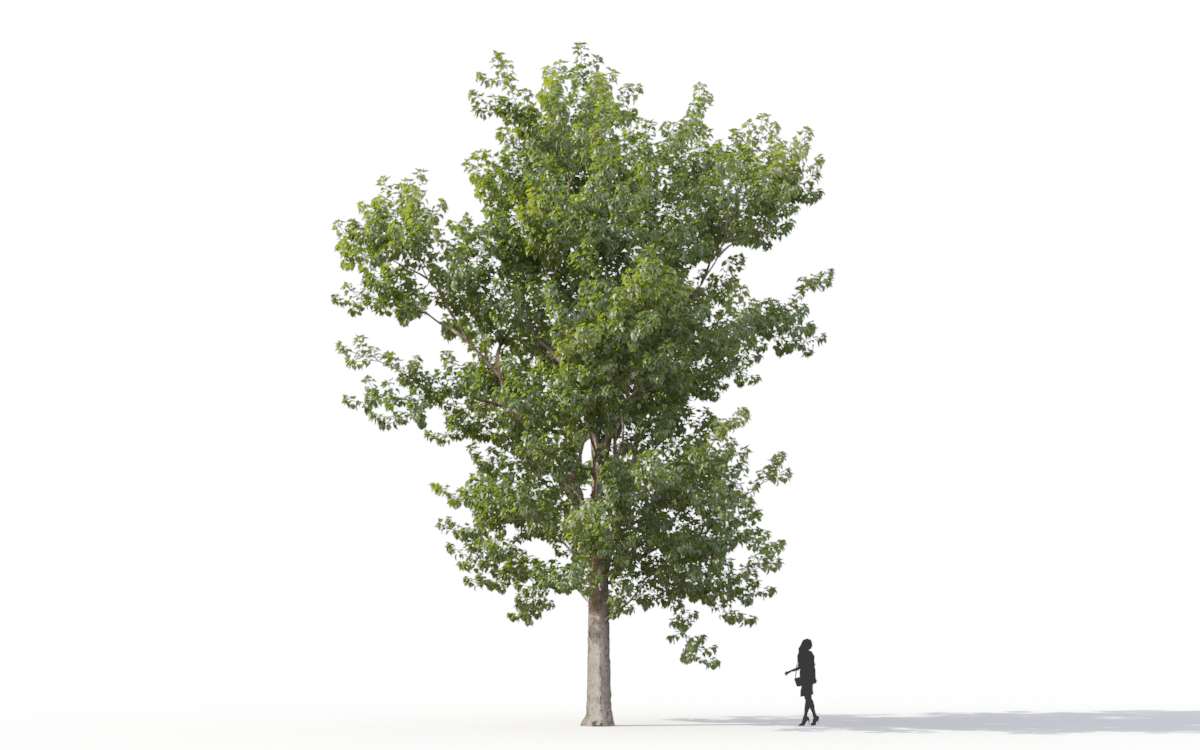 Maxtree - Plant Models Vol.11