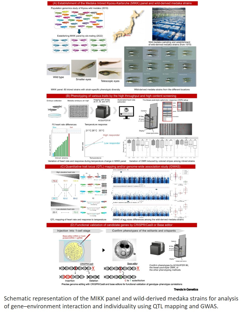Medaka: a novel model for analyzing genome– environment interactions