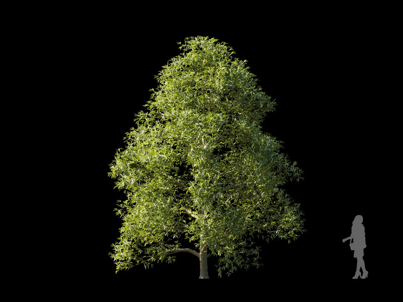Maxtree - Plant Models Vol.120