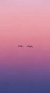 Minimalist Birds Flying in Pink Purple Sunset Gradient