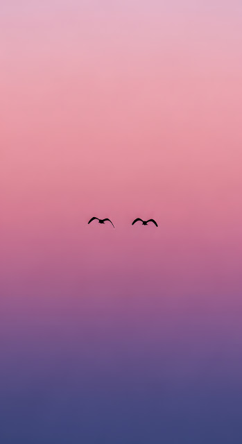 Minimalist Birds Flying in Pink Purple Sunset Gradient - Free mobile Wallpaper