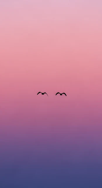 Minimalist Birds Flying in Pink Purple Sunset Gradient