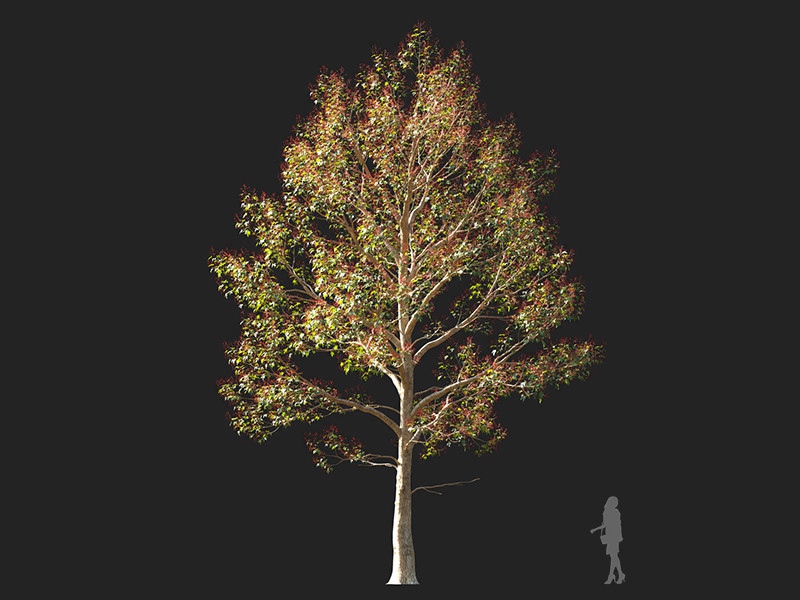 Maxtree - Plant Models Vol.132