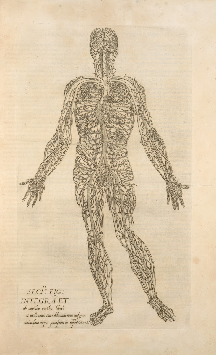 Secv fig Integra et ab omnibus partibus  Male figure showing the arteries and ve