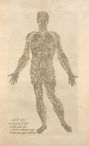 Secv fig Integra et ab omnibus partibus  Male figure showing the arteries and ve