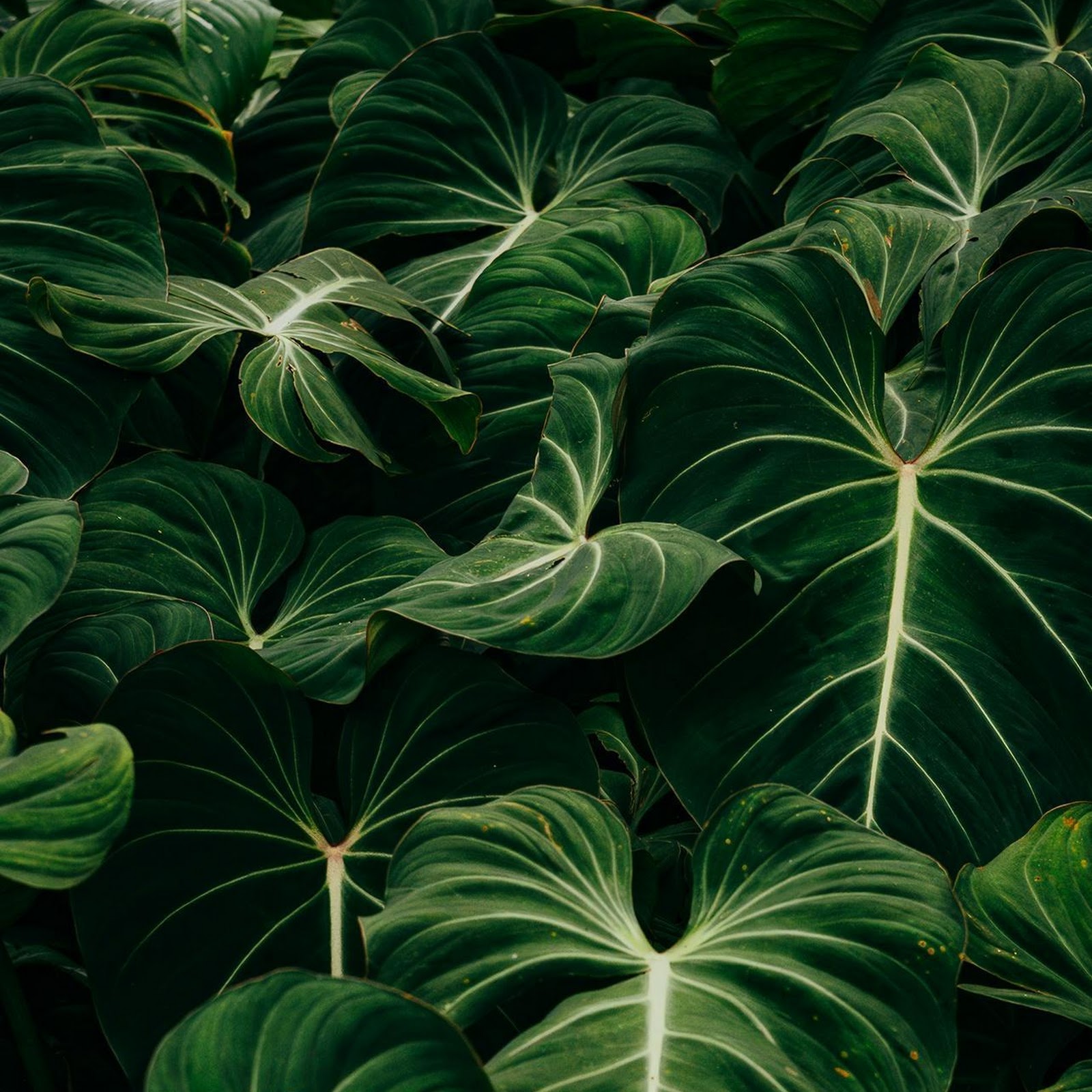Download Lush Green Tropical Leaves Full HD iPhone