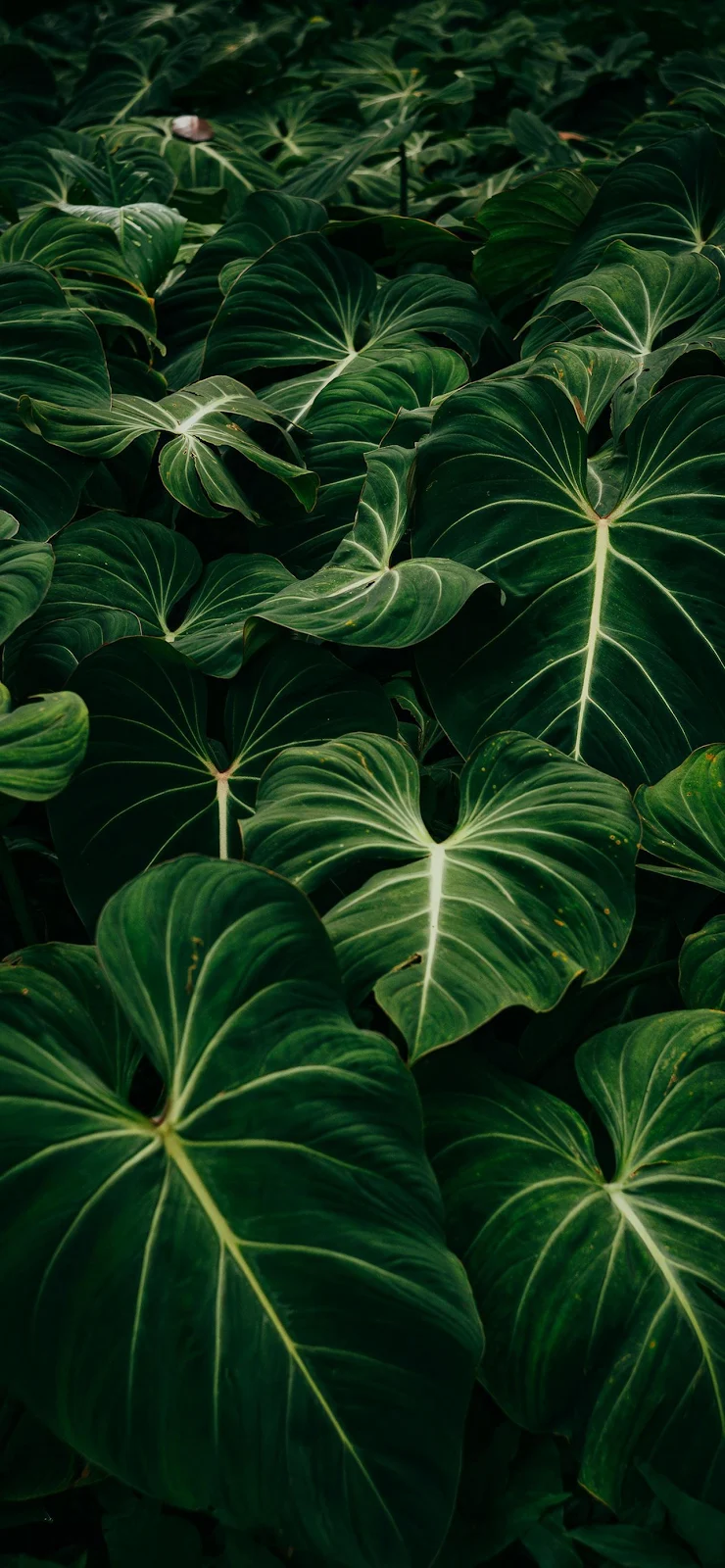 Lush Green Tropical Leaves - Nature Photography Full HD iPhone Wallpaper (1284x2778)