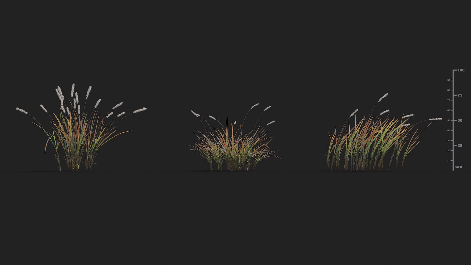 Maxtree - Plant Models Vol.21