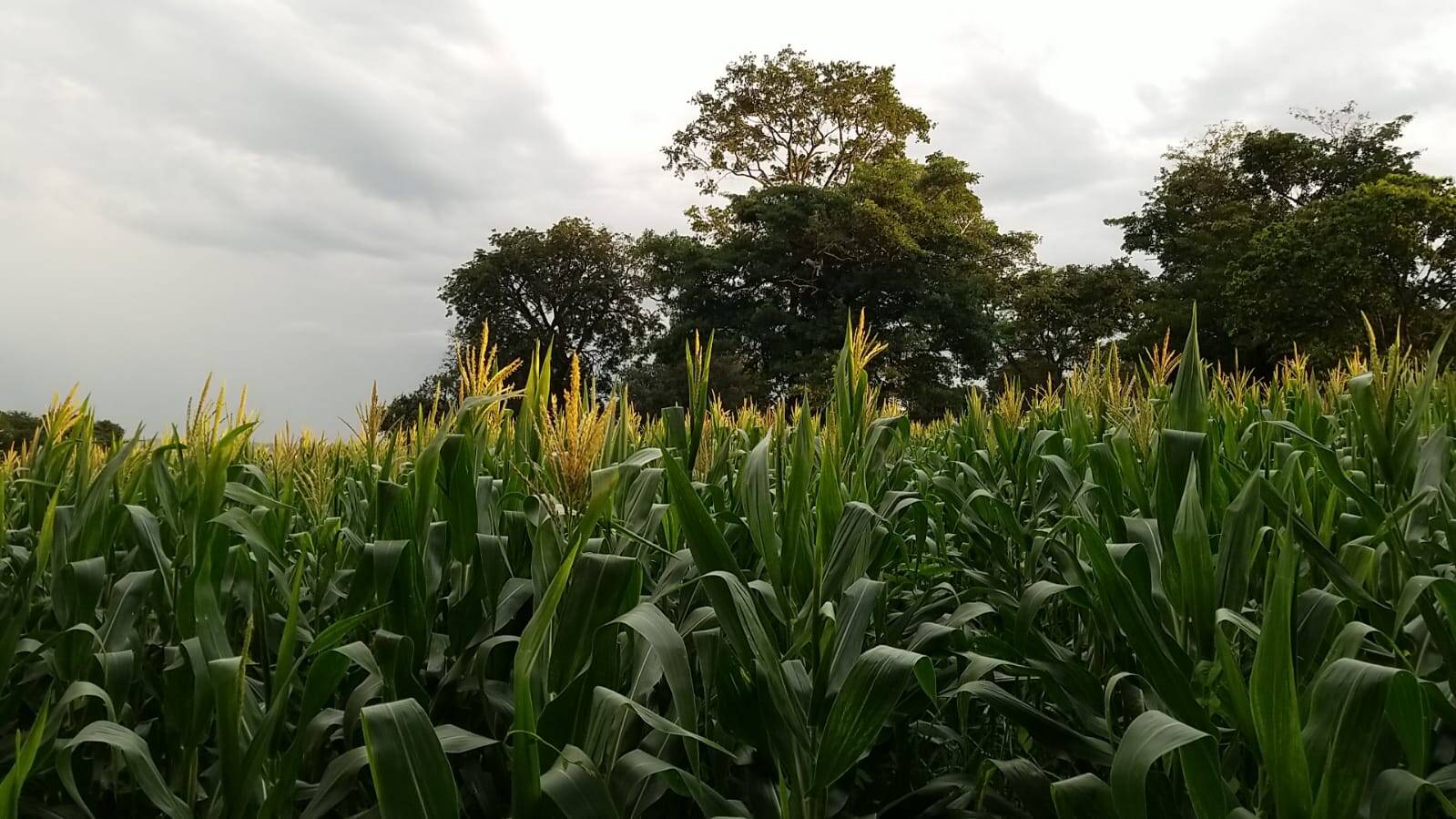 Chácara em Bela Vista de Goiás - GO 2