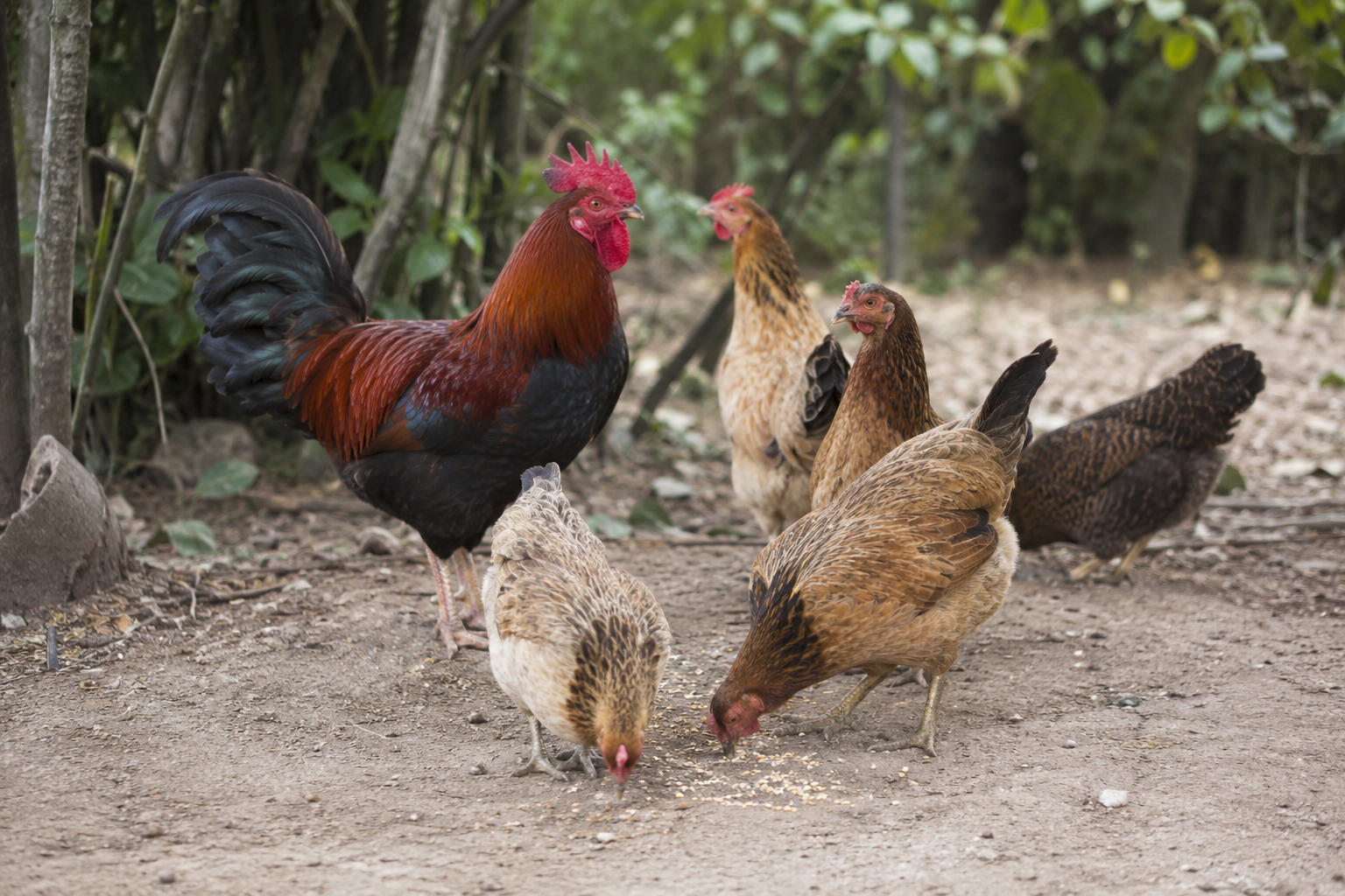 Ayam Kampung Hidup