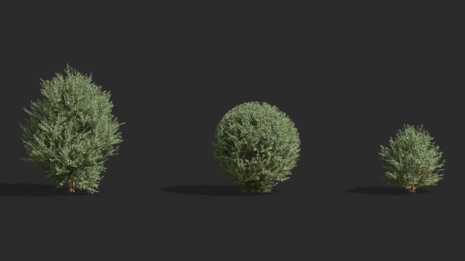 Maxtree - Plant Models Vol.63