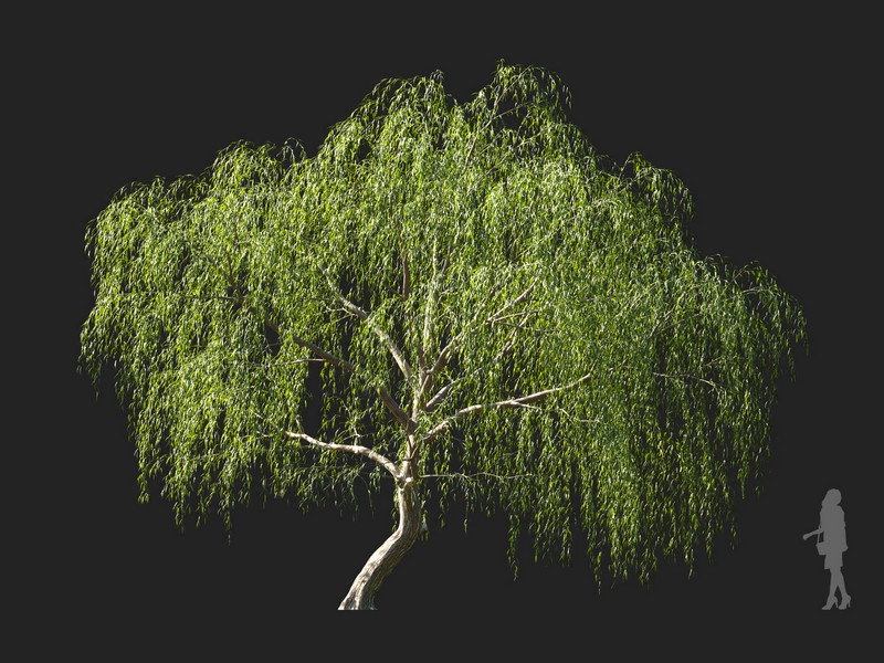 Maxtree - Plant Models Vol.114
