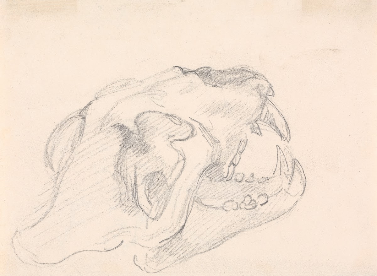 Study of a Skull