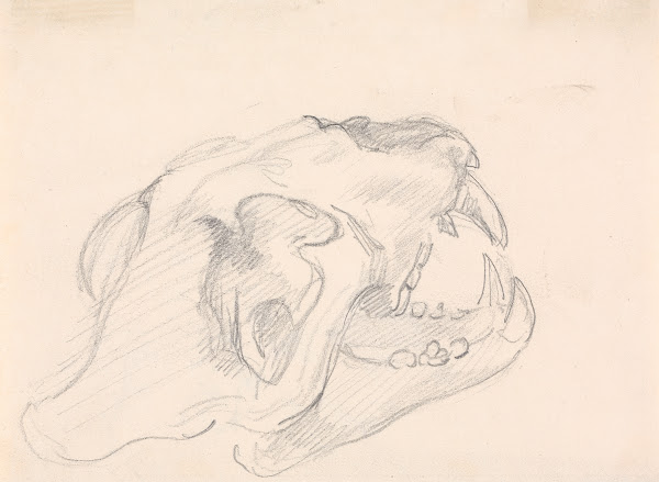 Study of a Skull