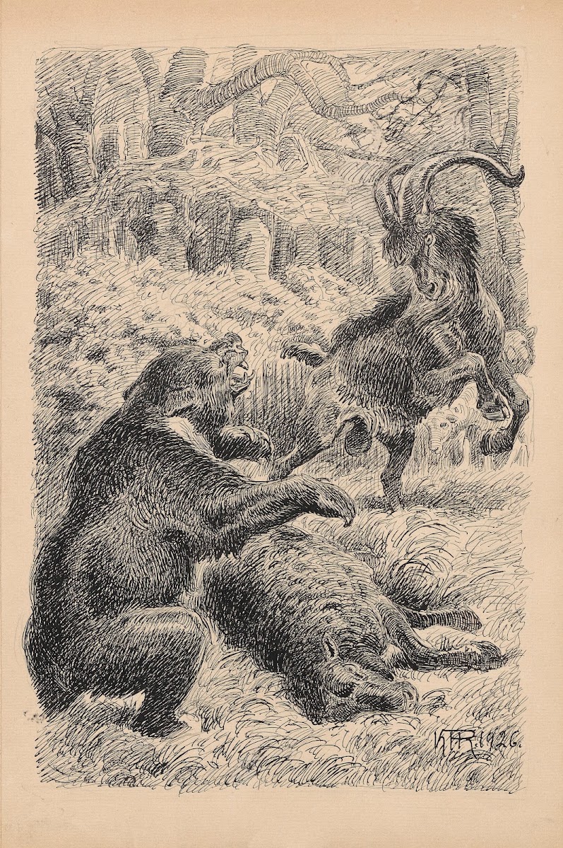 A bear and a goat are fighting 1926