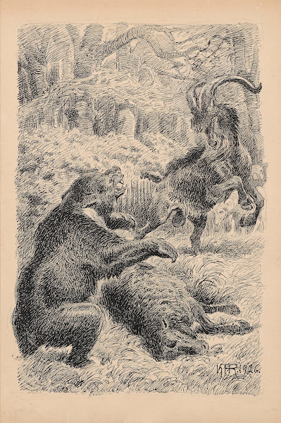 A bear and a goat are fighting 1926