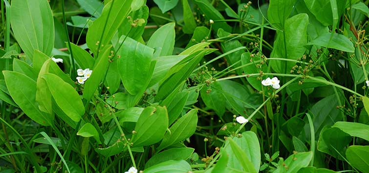 Echinodorus cordifolius