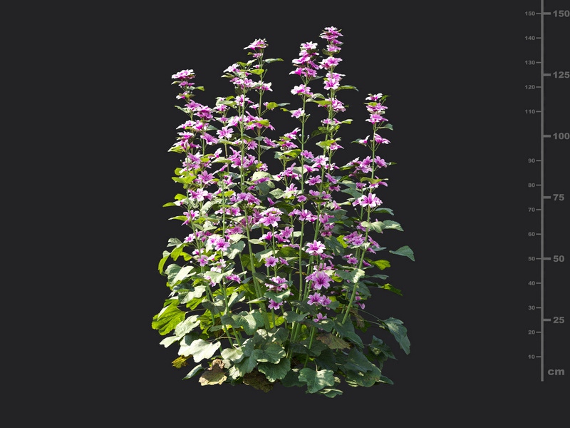 Maxtree - Plant Models Vol.115