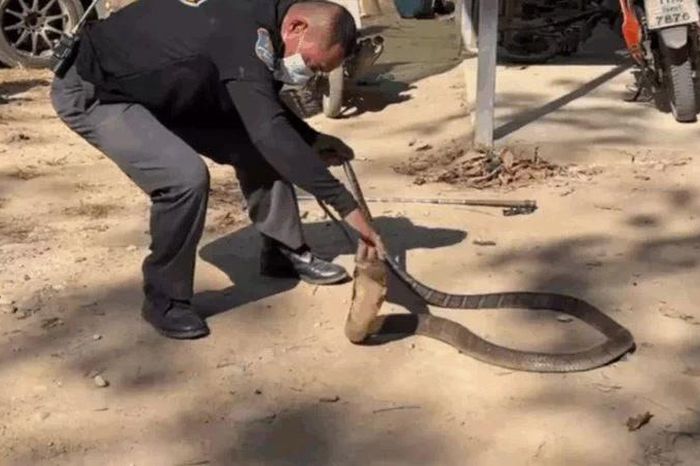 Tay không khống chế rắn hổ mang chúa dài 3 mét trong bếp nhà dân - Tạp chí Doanh Nghiệp Việt Nam