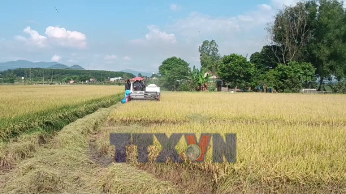 Năng suất lúa ST 25 ở Tây nguyên đạt 13 tấn mỗi hecta - Bnews