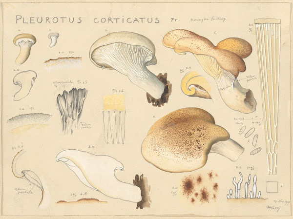 Pleurotus corticatus Fr 1915 1945