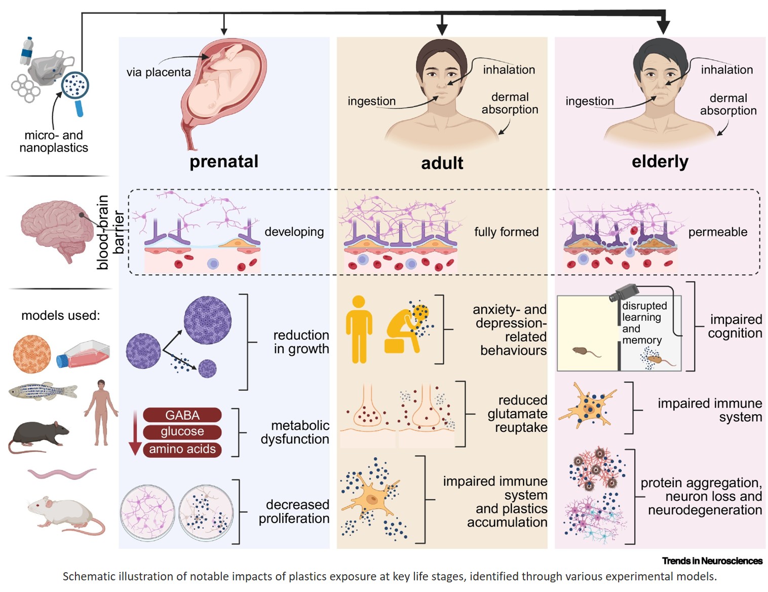 Micro- and nanoplastics in neurological dysfunction