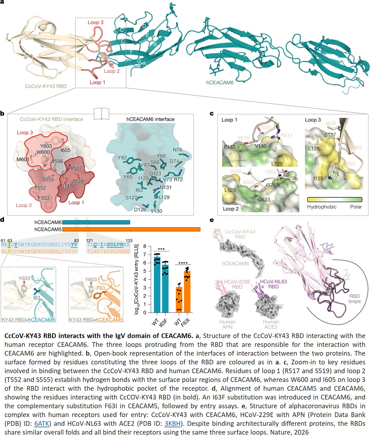 Heart-nosed bat alphacoronaviruses use human CEACAM6 to enter cells