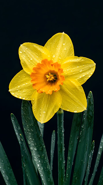Macro Photography of a Yellow Daffodil with Raindrops on Dark Leaves - Free mobile Wallpaper