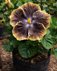 Hibiscus RK Black Pearl