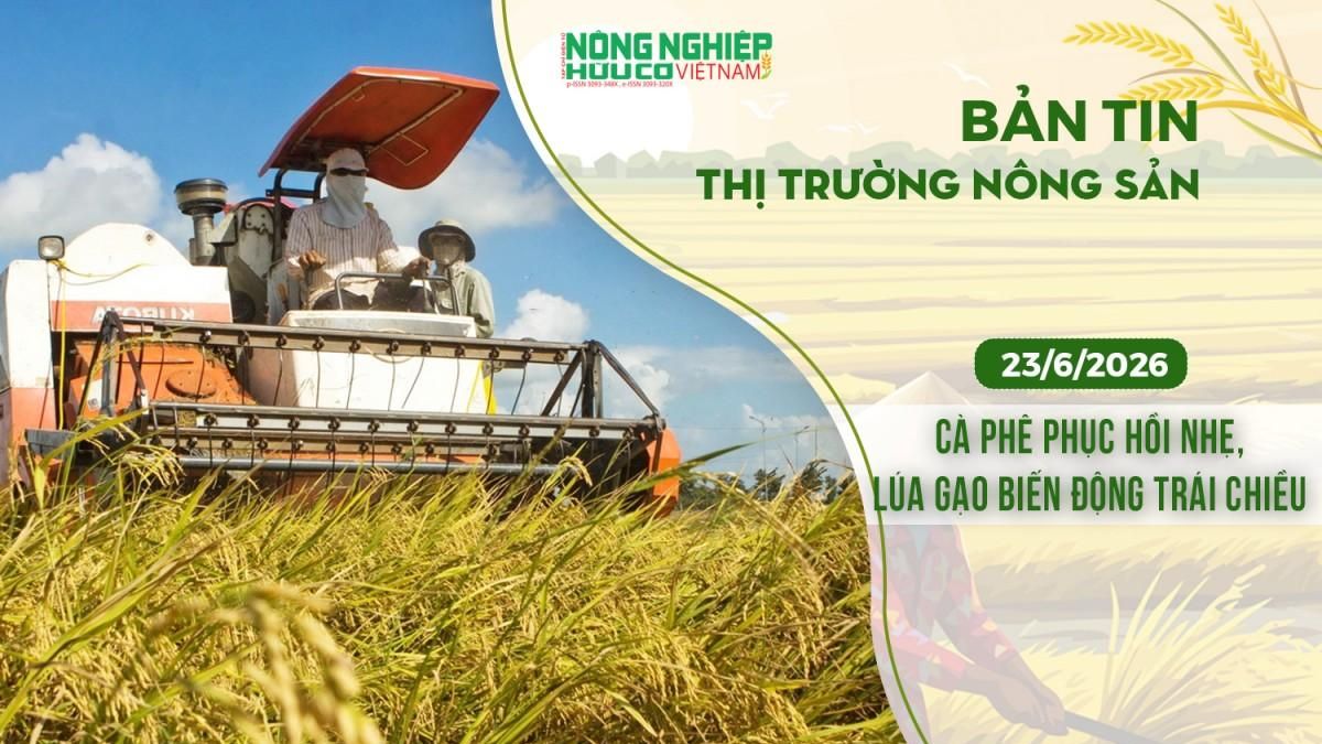 Thị trường nông sản 23/6/2026: Cà phê phục hồi nhẹ, lúa gạo biến động trái chiều - Nông nghiệp Hữu cơ Việt Nam