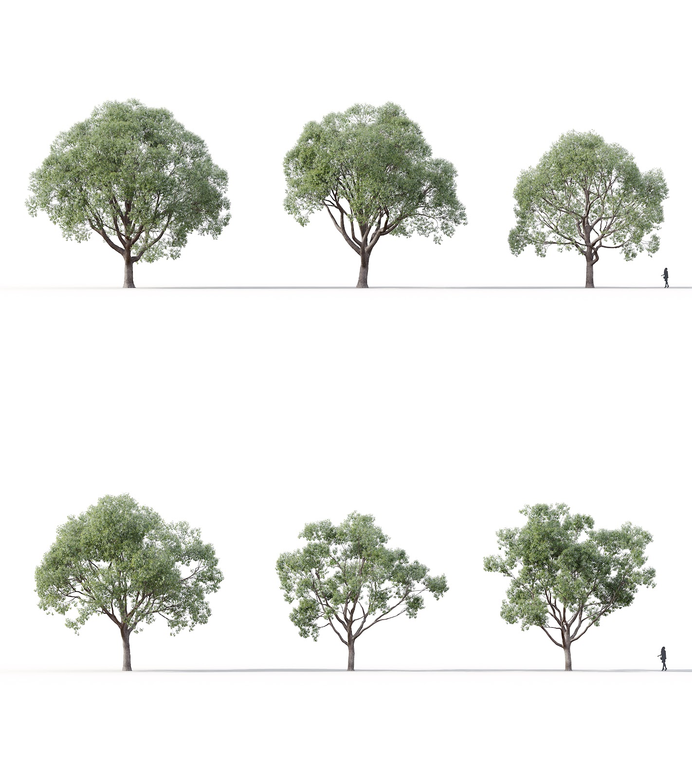 Maxtree - Plant Models Vol.16