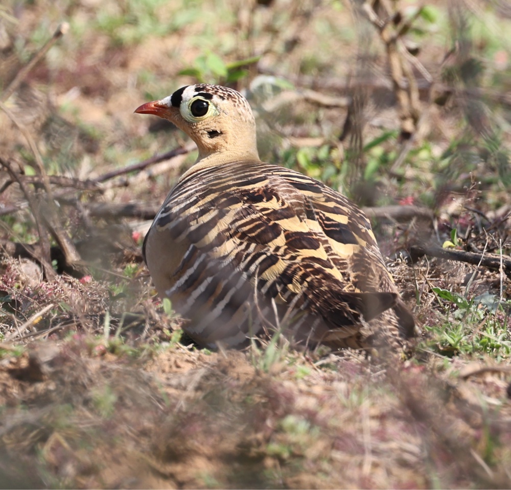 Painted Sandgrouse