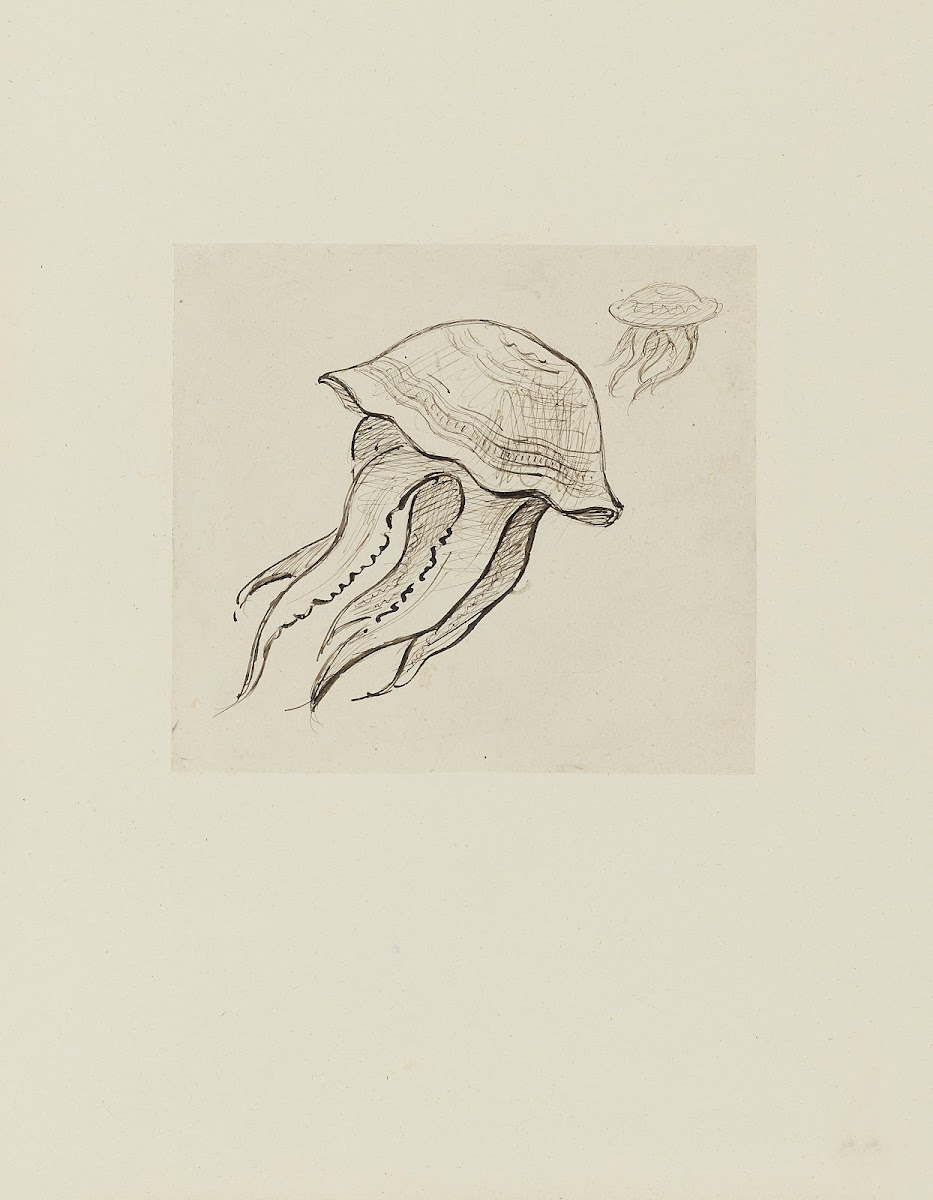 Deux méduses  dessin non utilisé 1920 1921