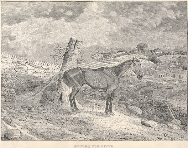 Thomas Bewick