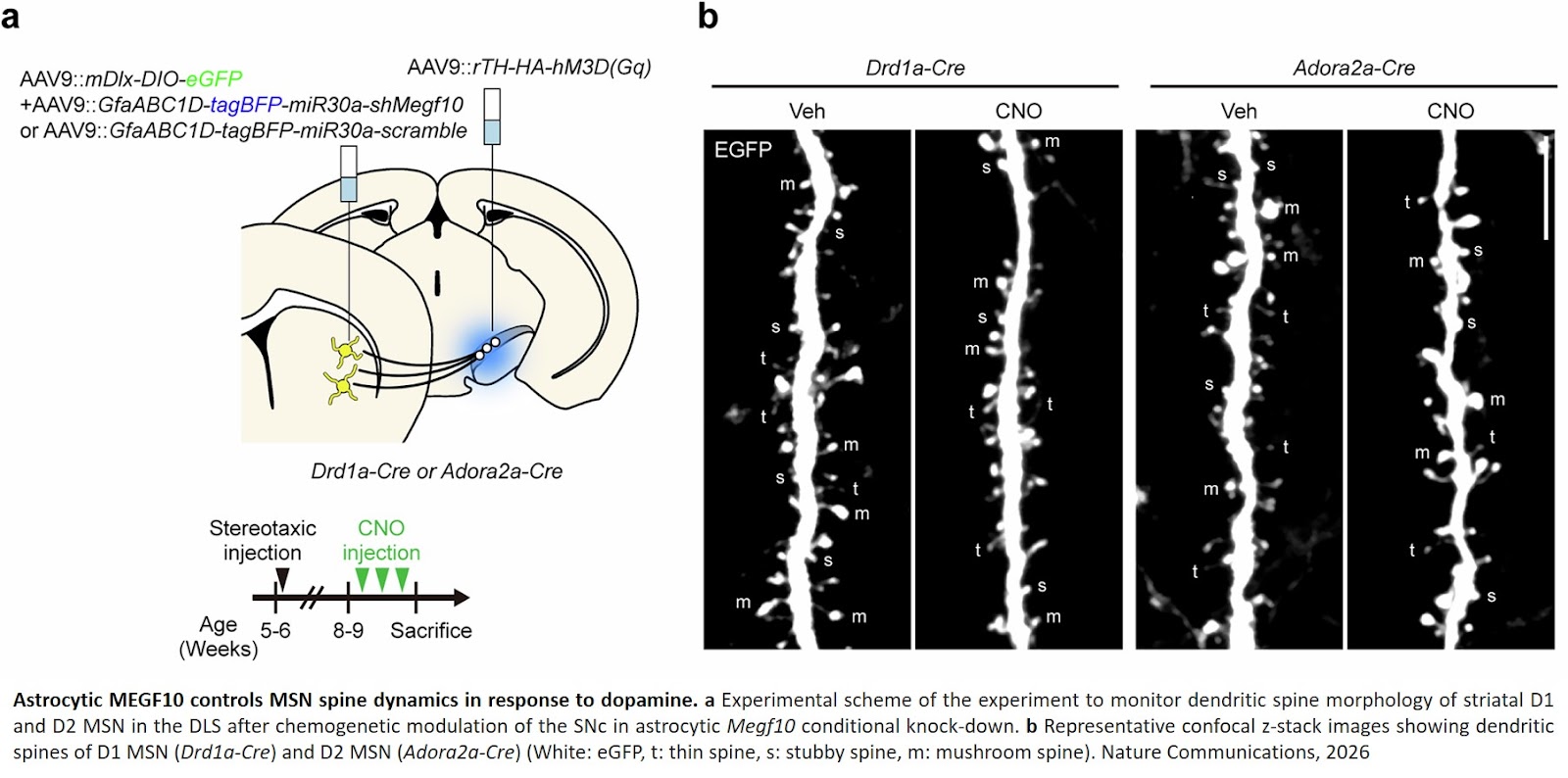 Motor learning and dopamine-dependent striatal synaptic plasticity are controlled by astrocytic MEGF10