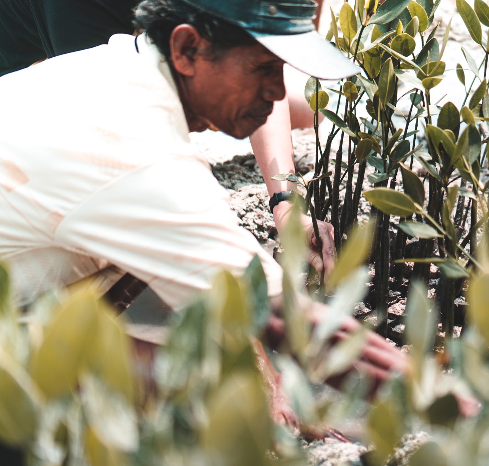 Farmer planting mangrove to prevent climate change. Why reduce carbon footprint, reason to reduce carbon footprint. CarbonEthics Indonesia