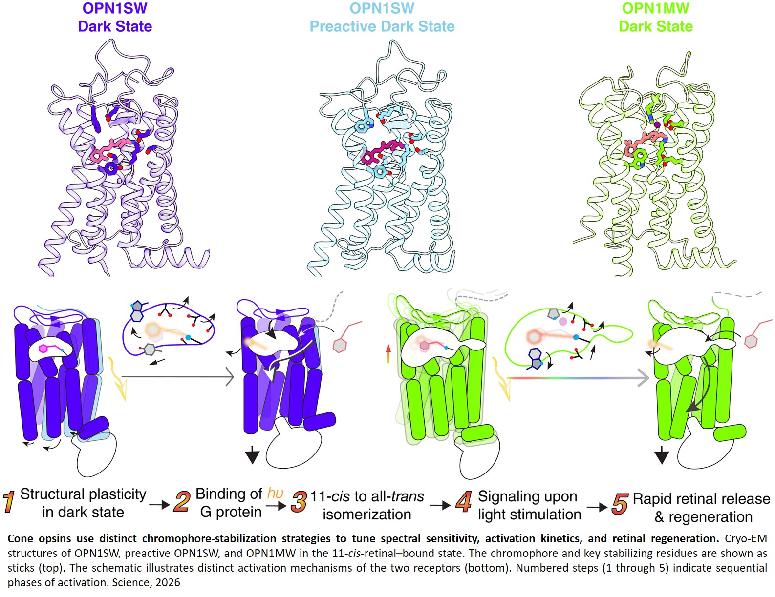 Molecular basis of human daylight vision
