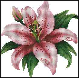 CMP 170319 Pink Lily