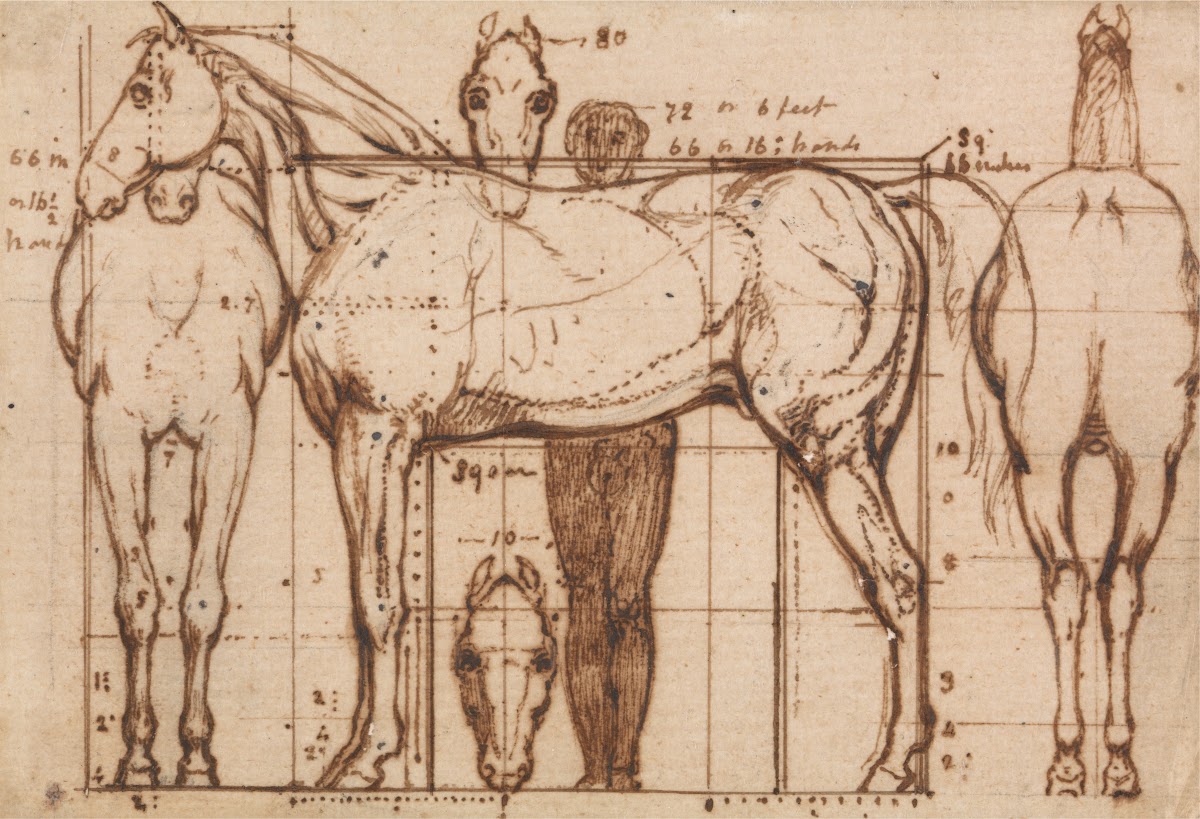 Anatomical Study of a Horse