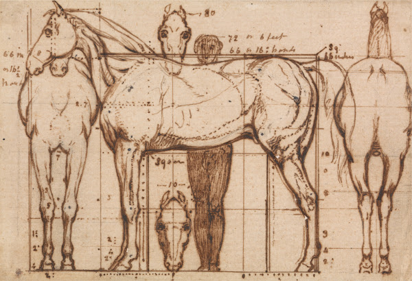 Anatomical Study of a Horse
