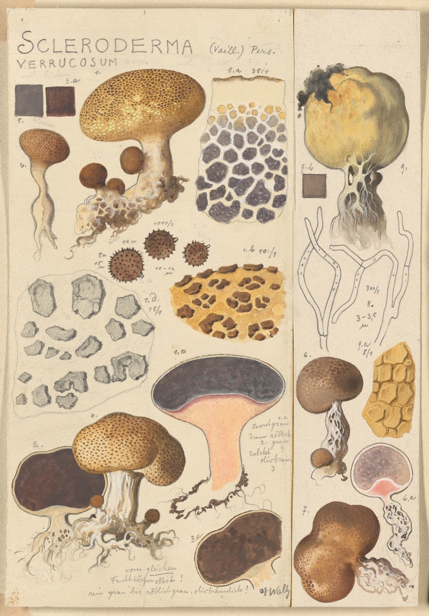 Scleroderma verrucosum 1915 1945