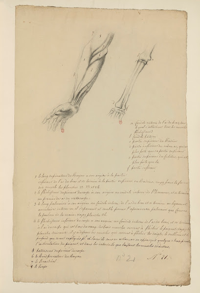 Cahiers dAnatomie Pl20 18th Century