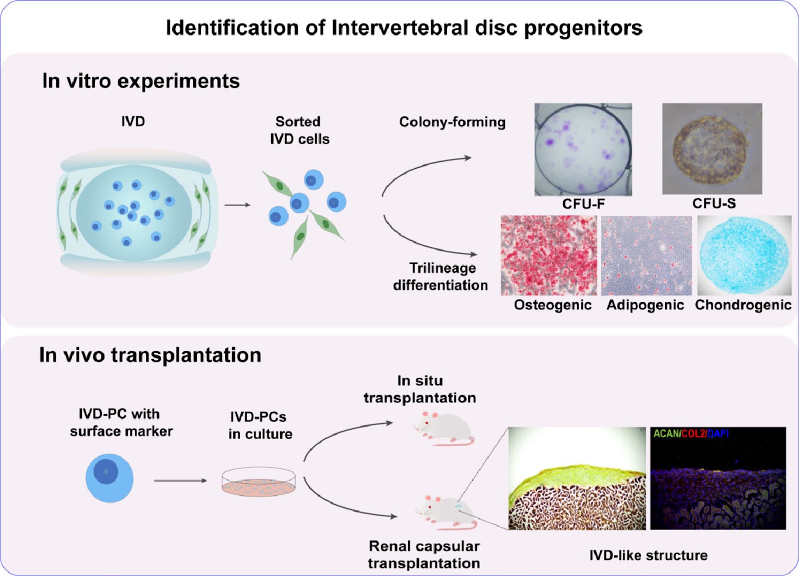 Intervertebral disc progenitor cells: roles in regeneration and disease