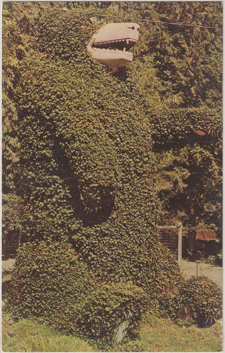 Healthy Ivy on the bear.