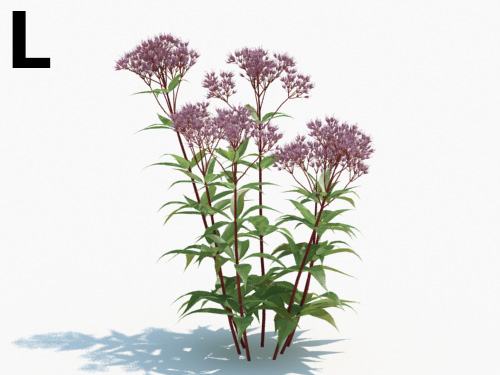 Maxtree - Plant Models Vol.3