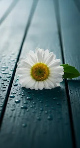 White Daisy on Wet Dark Blue Wooden Planks with Water Droplets