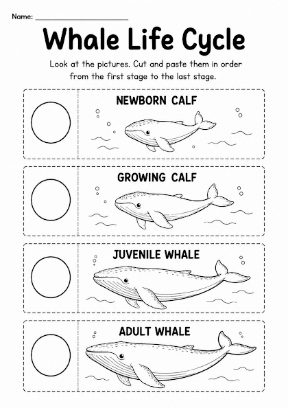 Whale Life Cycle Worksheet